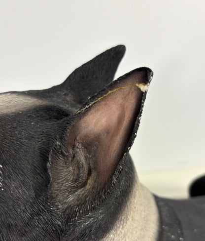 Sandicast Sandra Brue Lying Boston Terrier Sculpture