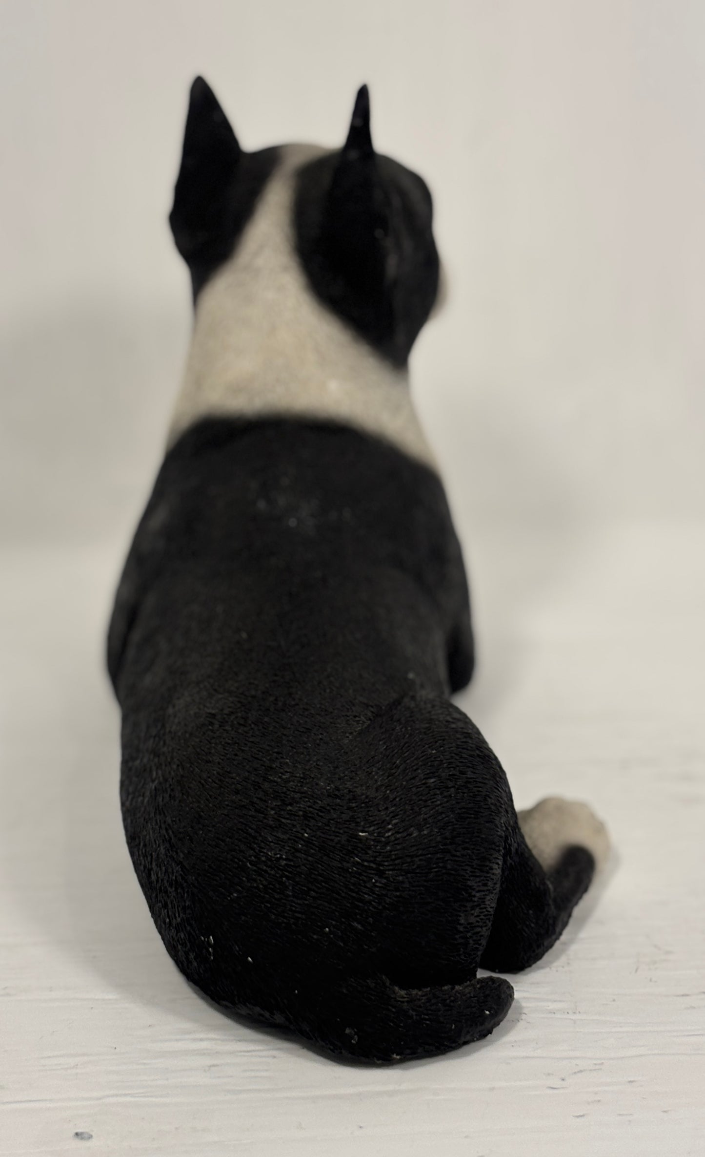Black and white dog sitting on a white surface with a white background