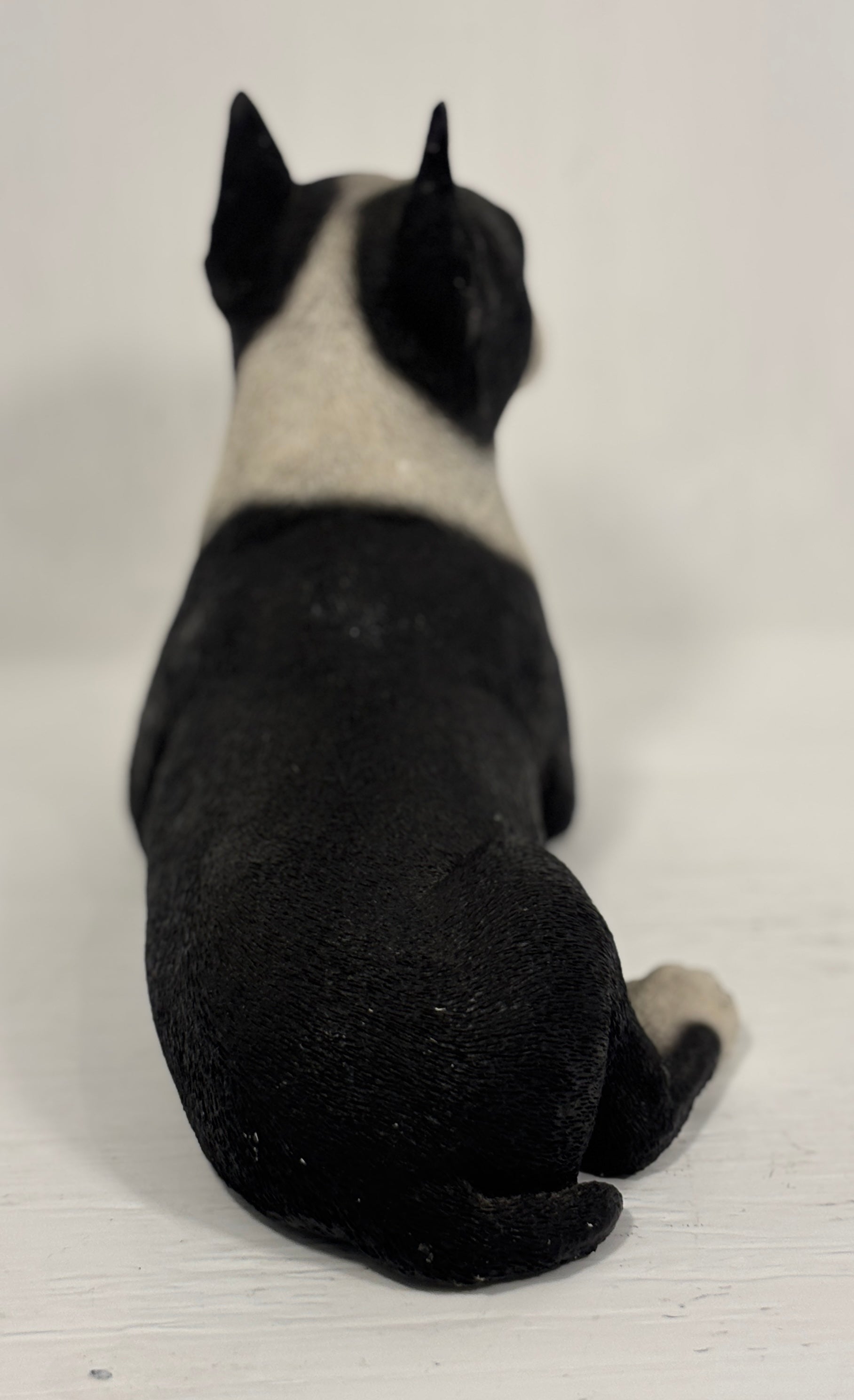 Black and white dog sitting on a white surface with a white background