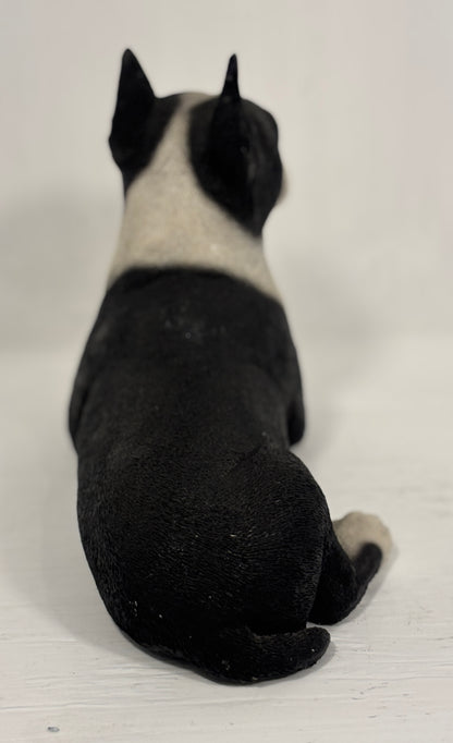 Black and white dog sitting on a white surface with a white background
