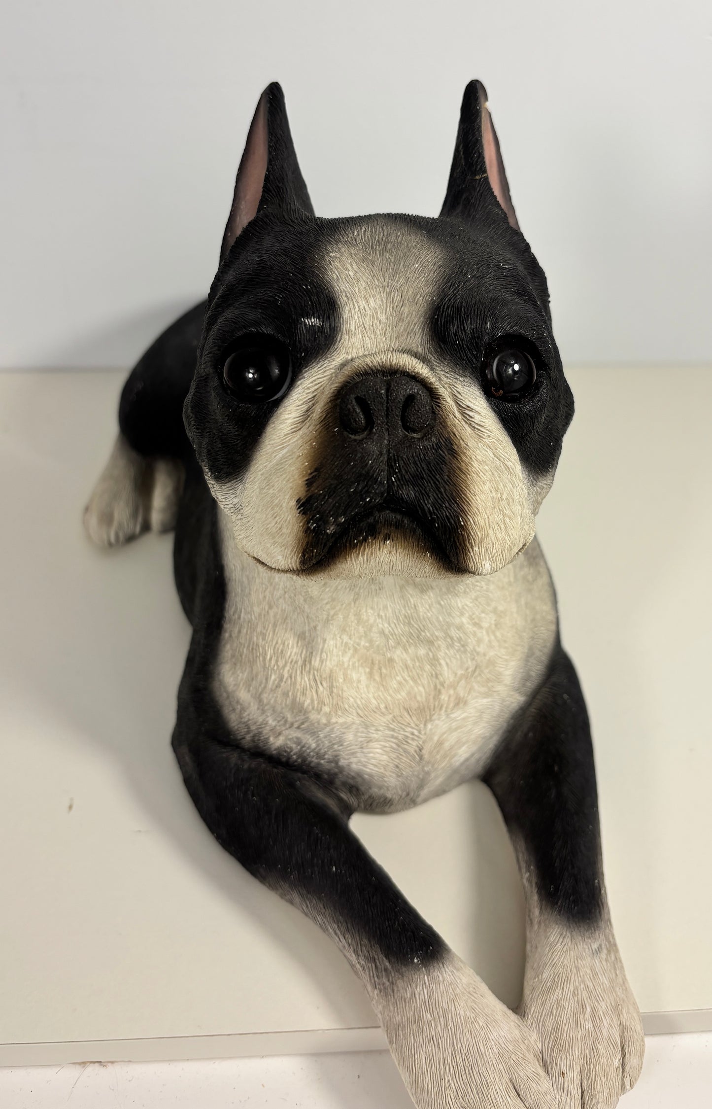 Black and white dog sitting on a white surface with a plain background