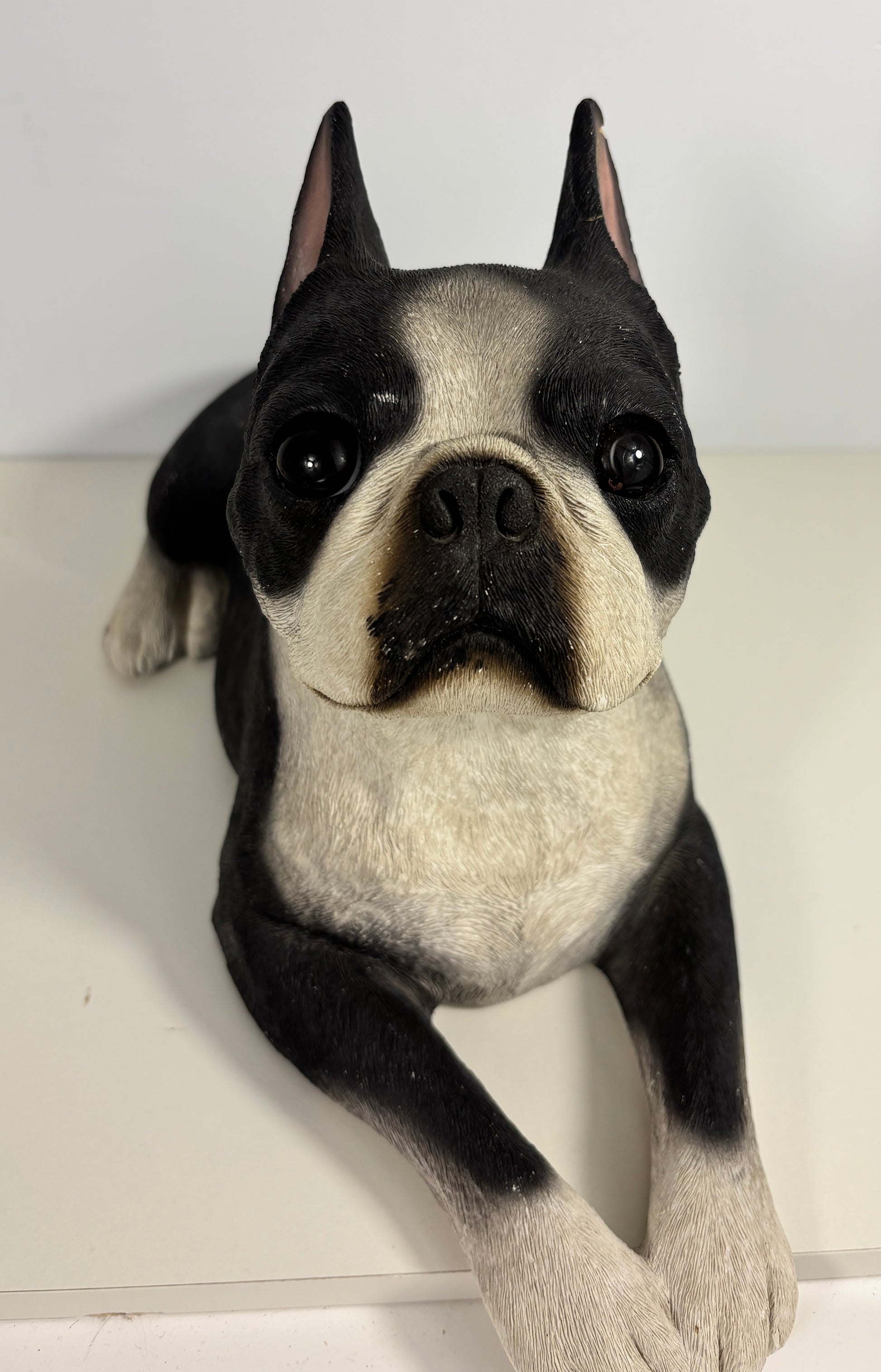 Black and white dog sitting on a white surface with a plain background