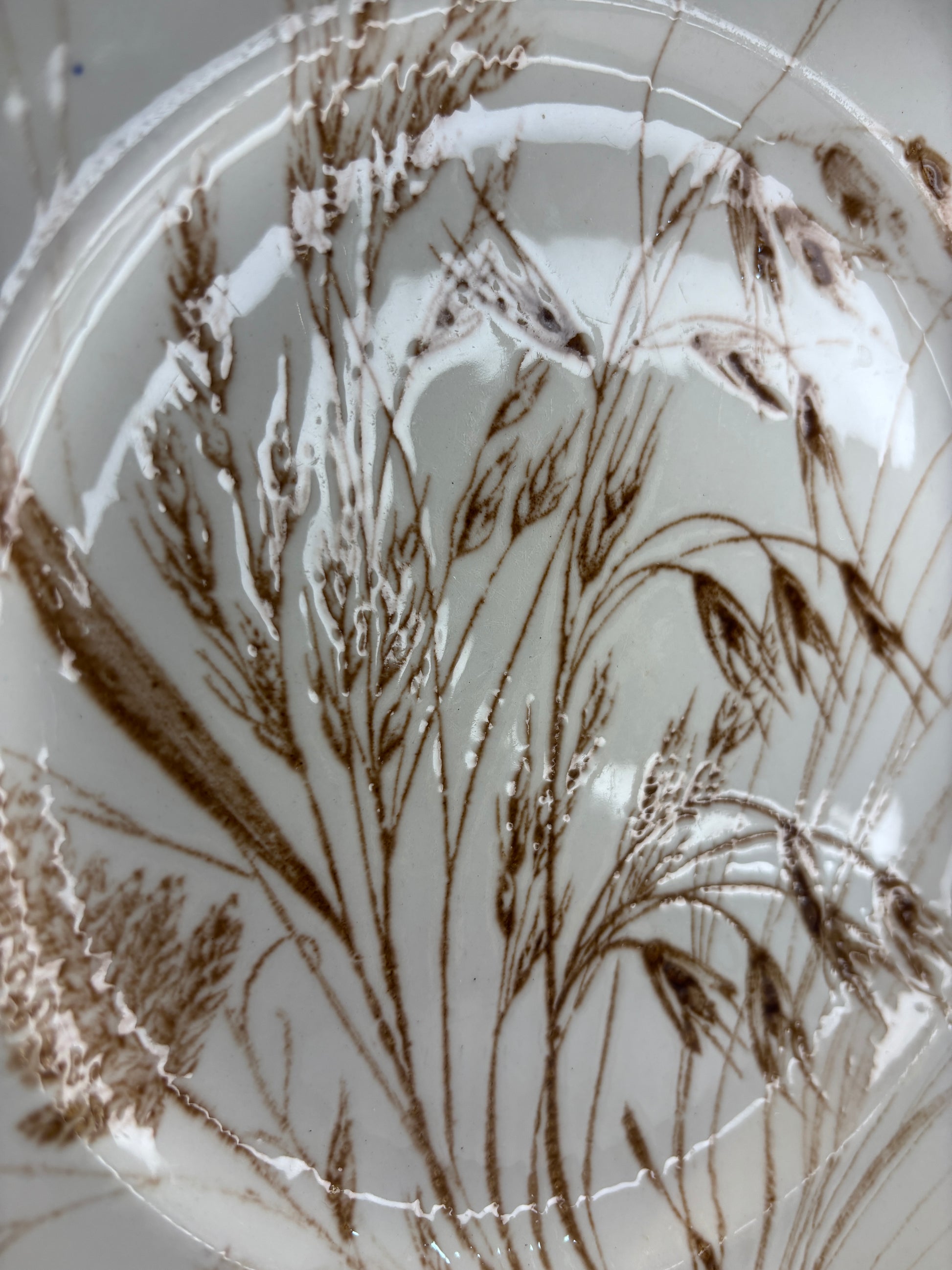 Staffordshire England Wild Oats Dinner Plate